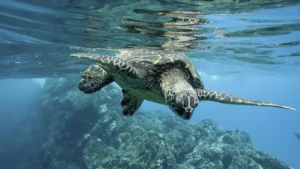 Galápagos de Ecuador