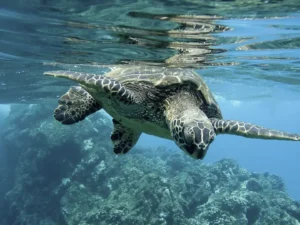 Galápagos